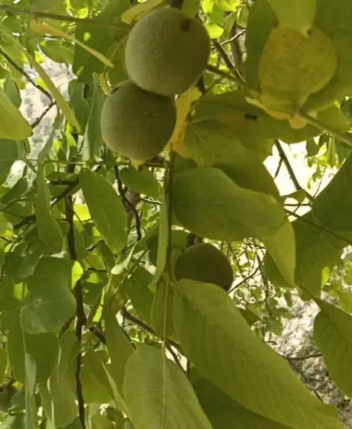 گردو|خوردنی و آشامیدنی|نهاوند, |دیوار