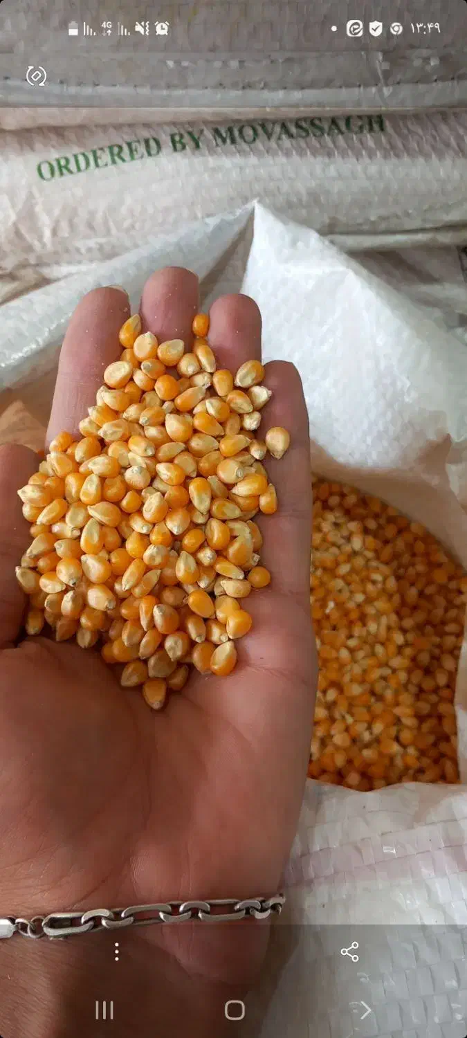 ذرت پفیلا|خوردنی و آشامیدنی|کاشان, ولیعصر|دیوار