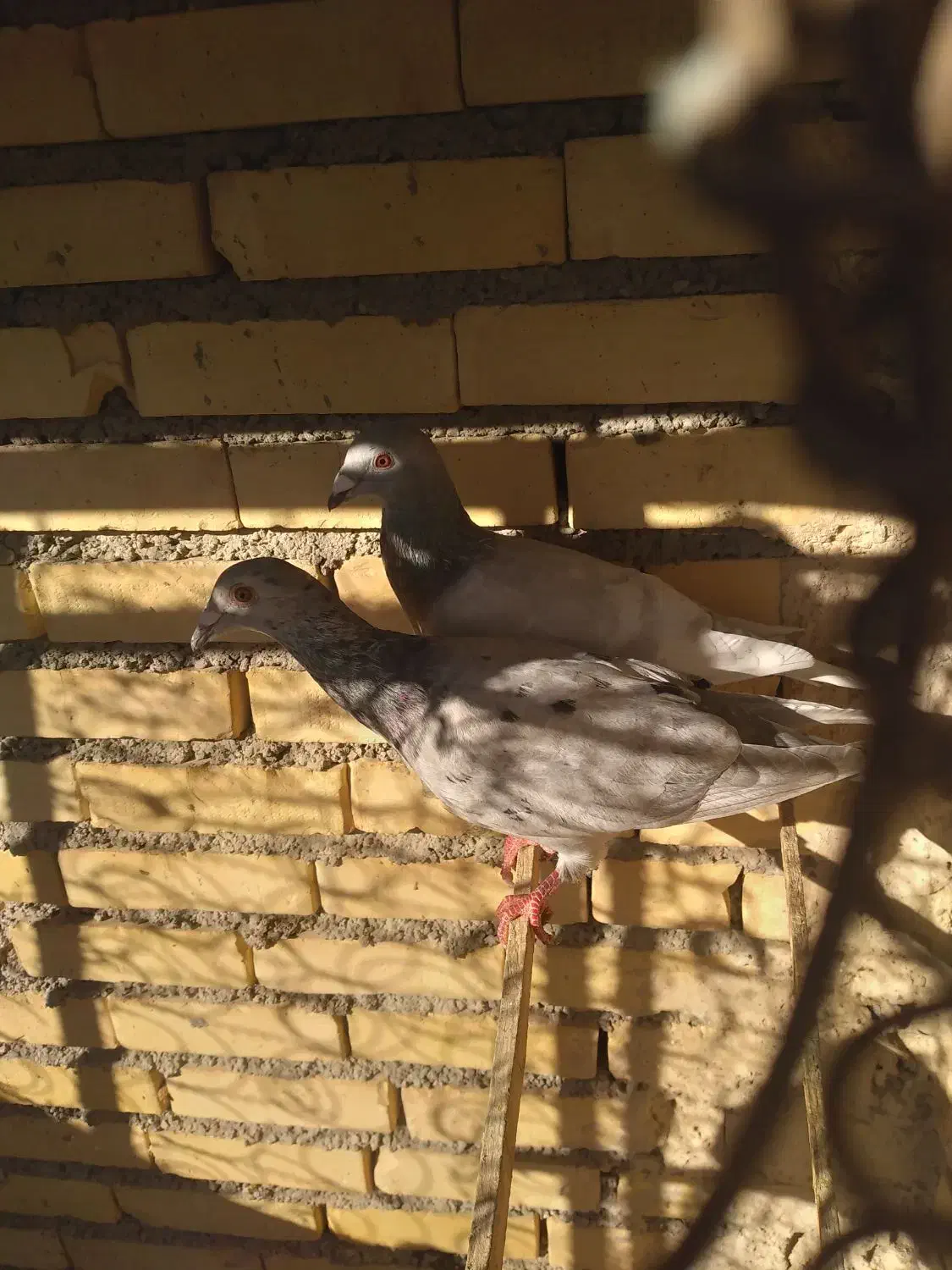 کبوتر|پرنده|مشهد, باغ فراگرد|دیوار