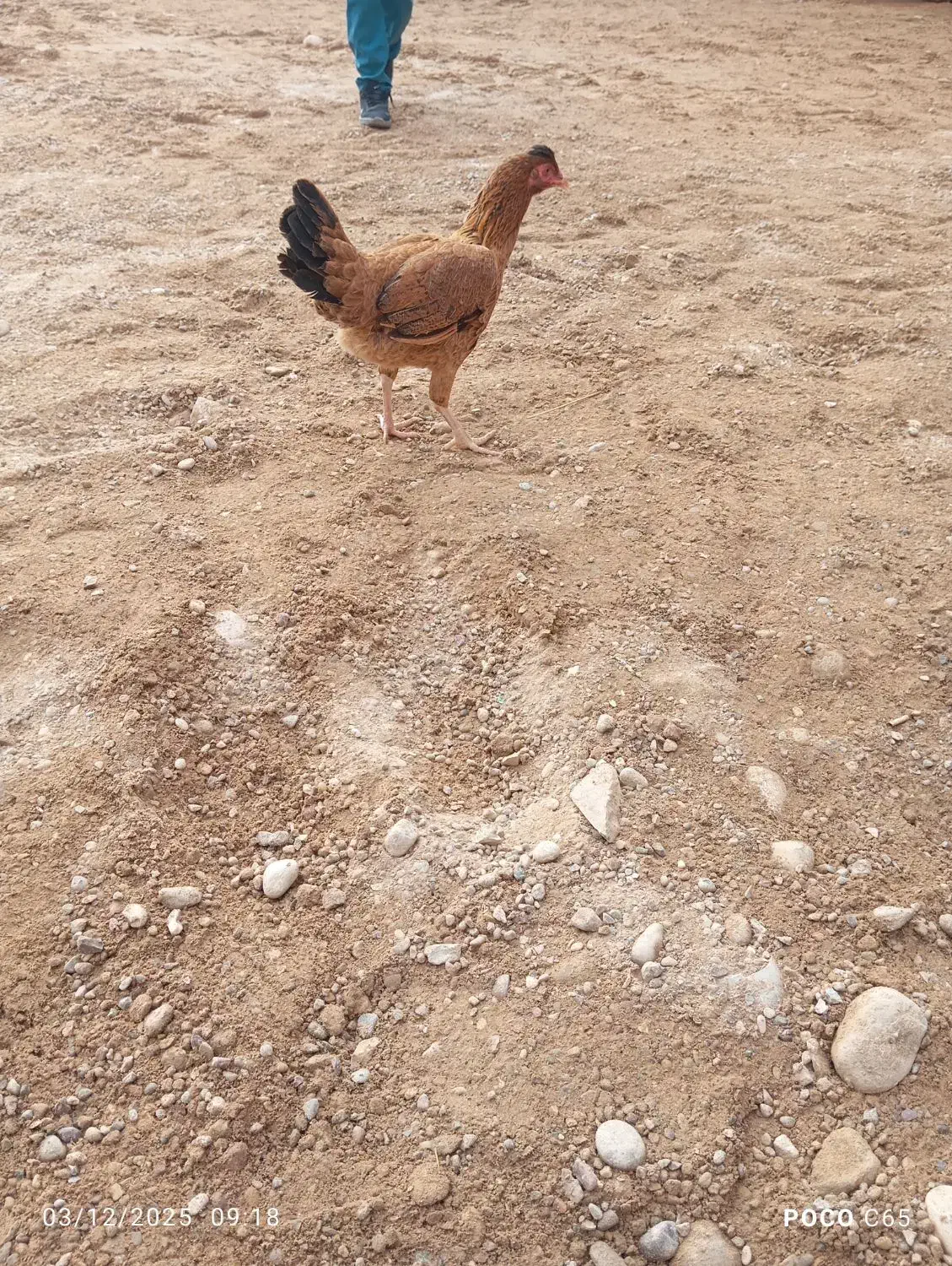 مرغ عربی اصل|حیوانات مزرعه|اندیمشک, |دیوار