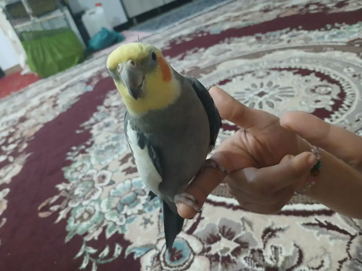 طوطی عروس|پرنده|لاهیجان, لیالستان|دیوار