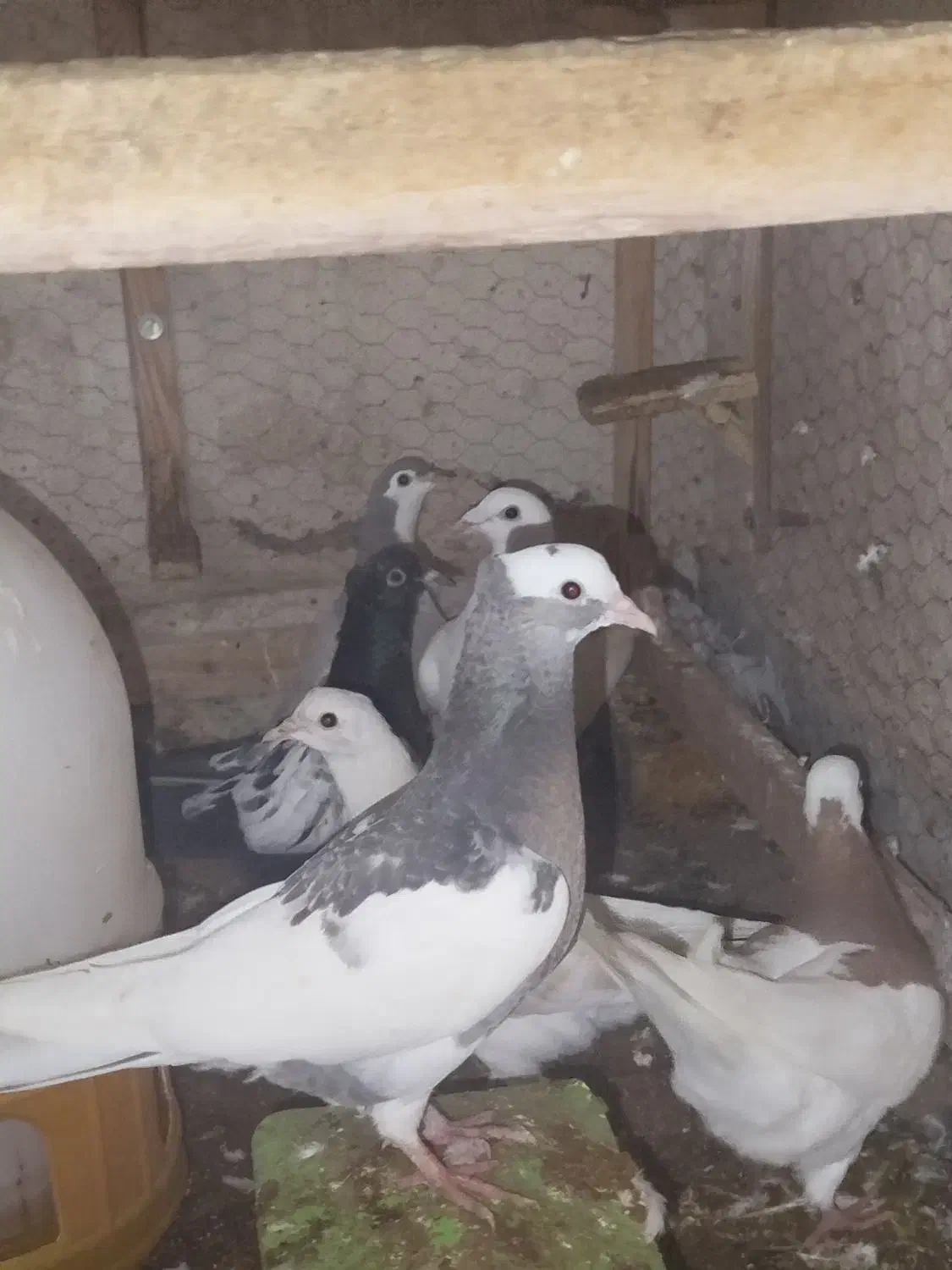 طوقی|پرنده|سبزوار, توحیدشهر|دیوار