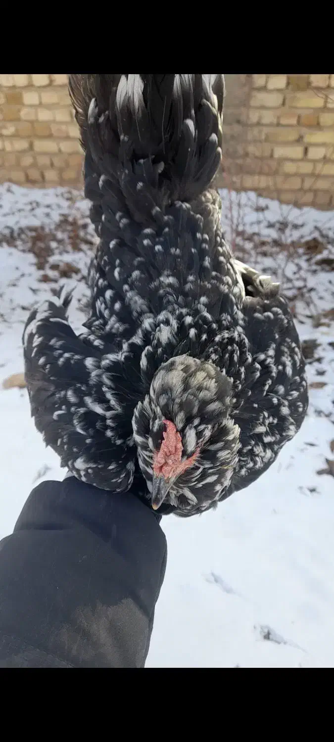 مرغ گلین خال سوزنی|حیوانات مزرعه|تهران, جردن|دیوار