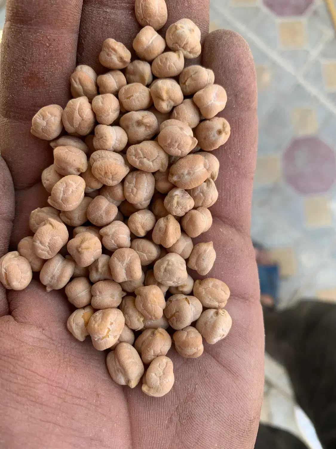 نخود تازه|خوردنی و آشامیدنی|الوند, |دیوار