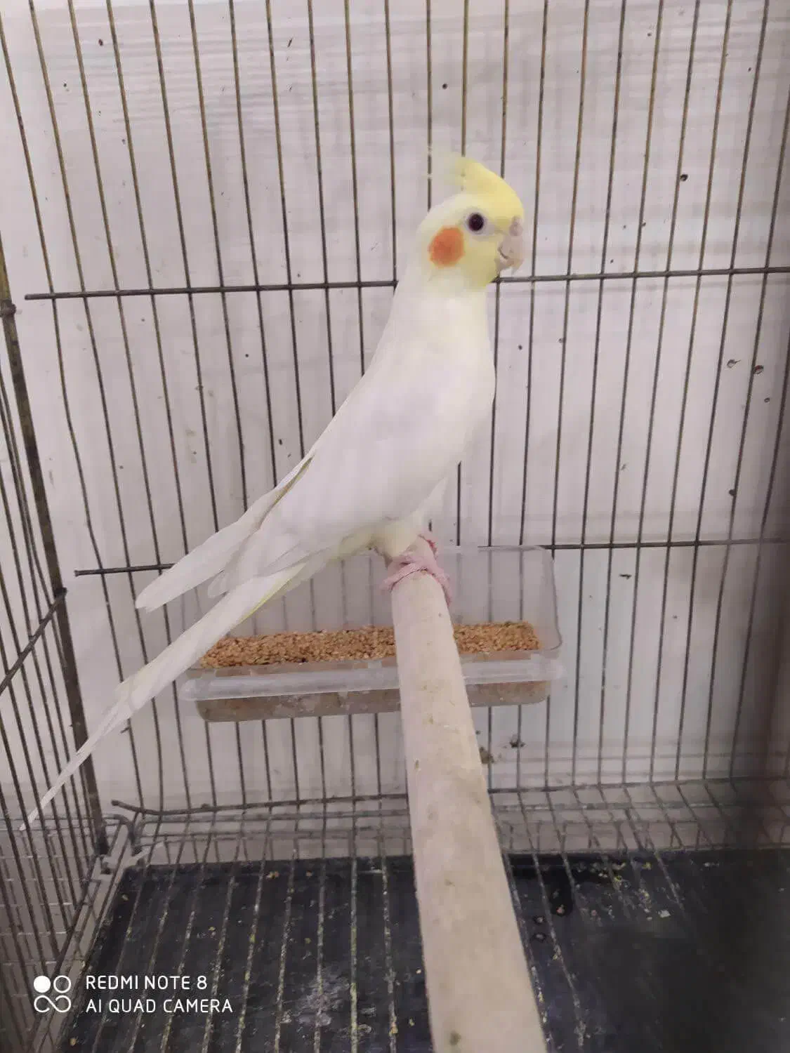 فروش انواع عروس هلندی های لوتینو آلبینو و ایزابلا|پرنده|شهریار, شهرک بهاران (ویره)|دیوار