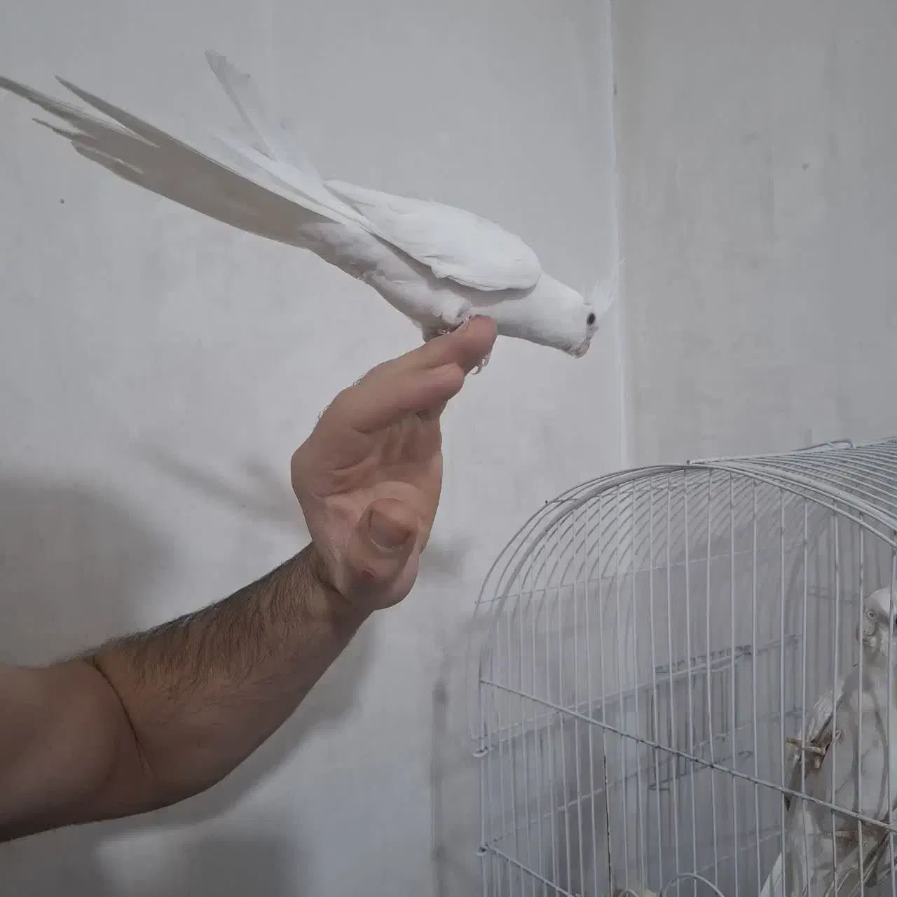 عروس هلندی البینو خالص چشم شرابی ۳ماهه|پرنده|نسیمشهر, |دیوار