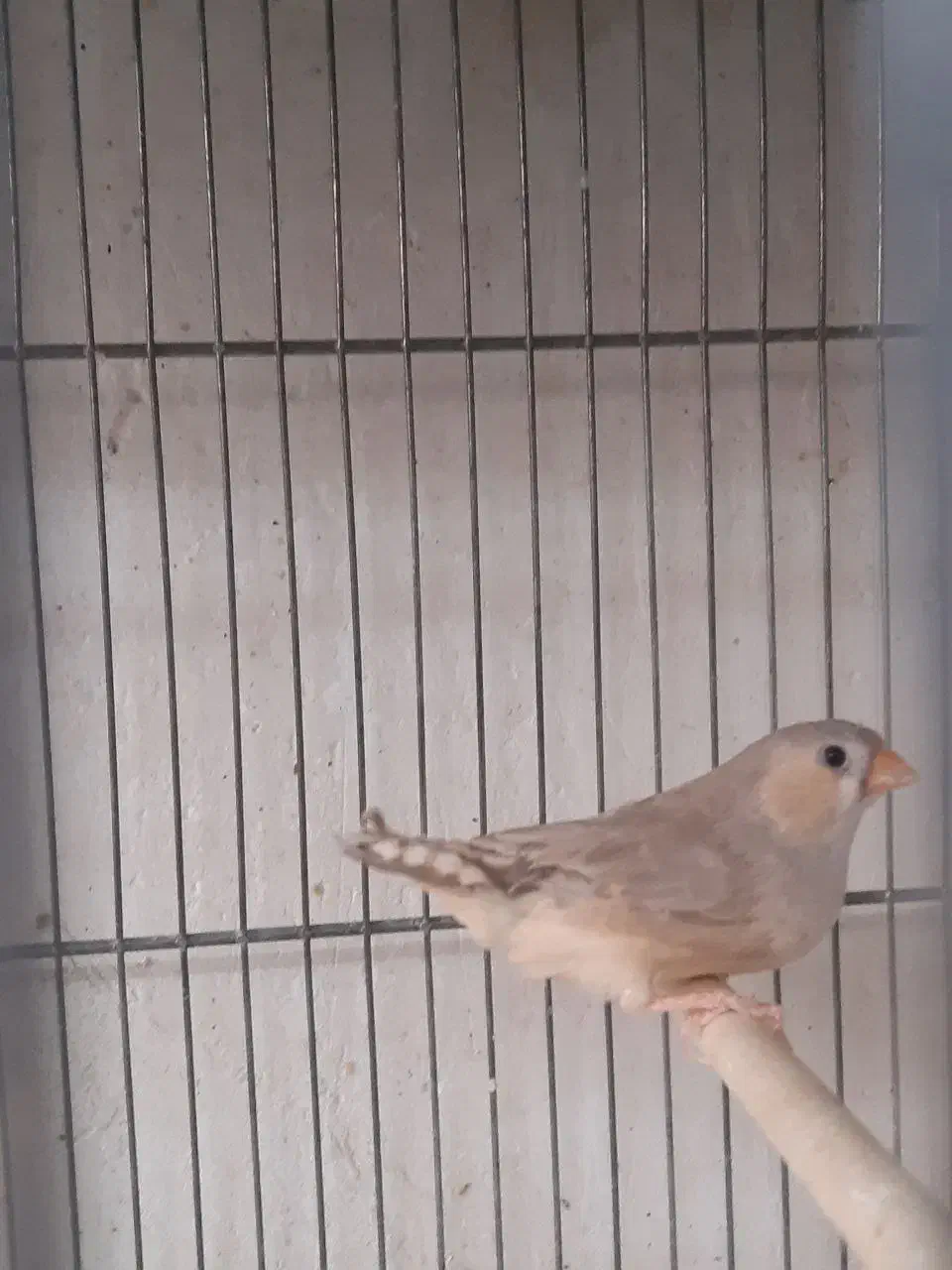 فنچ هاف اورنج اروپایی|پرنده|قم, زنبیل آباد|دیوار