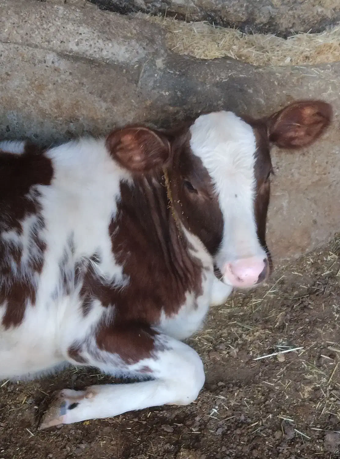 سه عدد گوساله سیمنتال دوتا نرویکی ماده ممتاز|حیوانات مزرعه|تخت سلیمان, |دیوار