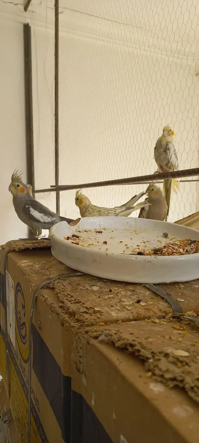 عدوس هلندی قیمت بسیار مناسب|پرنده|لالجین, |دیوار