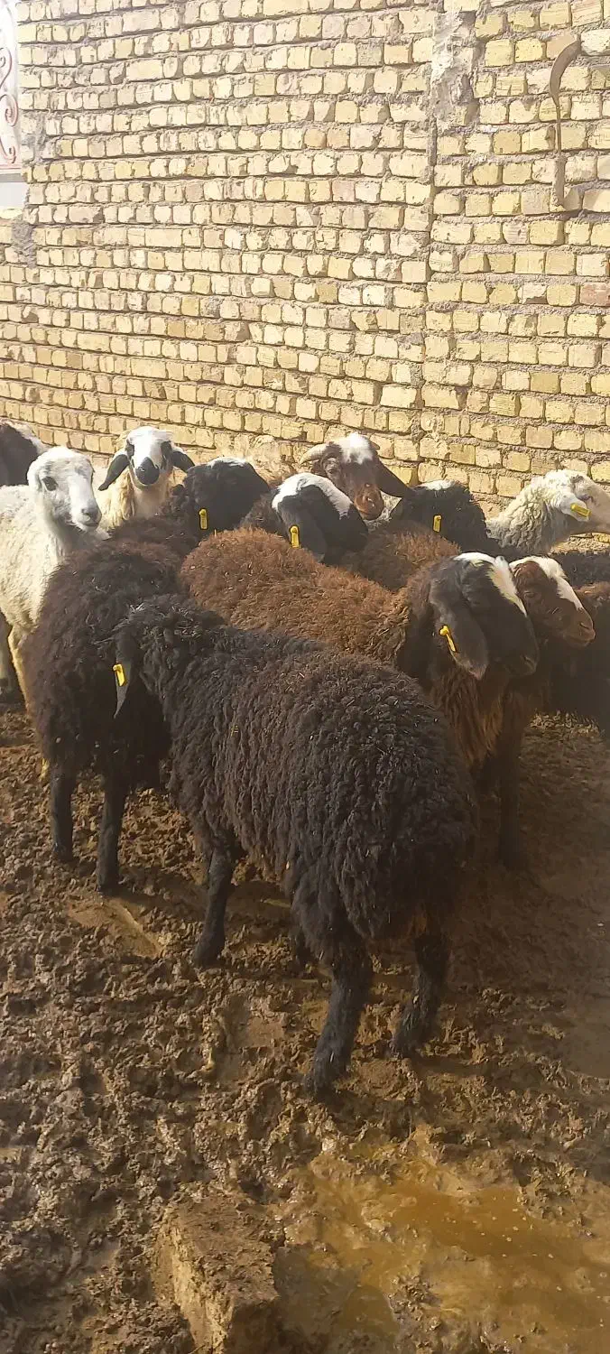 بره‌نراصیل|حیوانات مزرعه|دشتابی, |دیوار