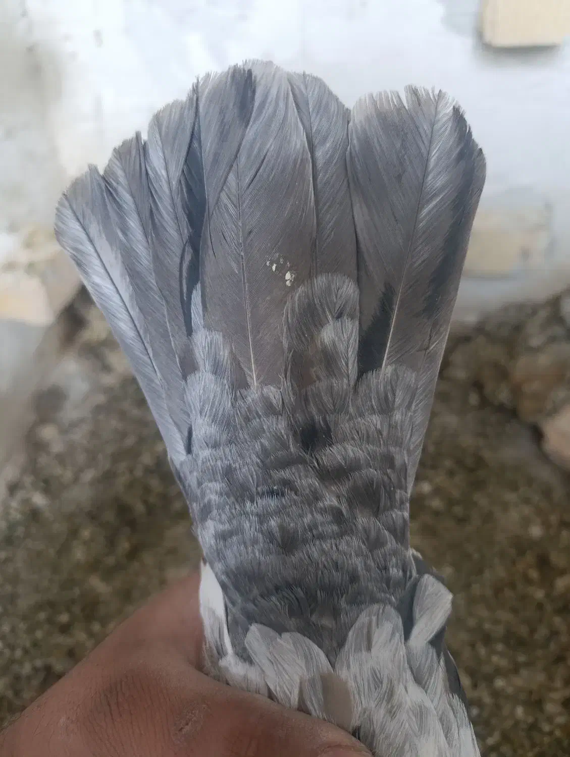 کفتر  هوایی|پرنده|مرودشت, شهرک مهدیه|دیوار