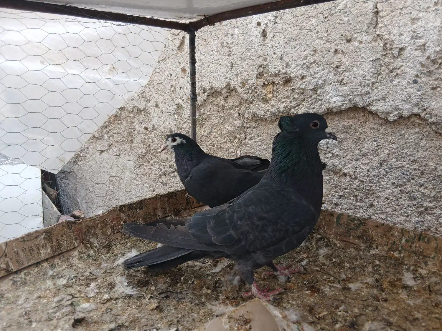 ۱۲۰۰|پرنده|خمینی‌شهر, |دیوار