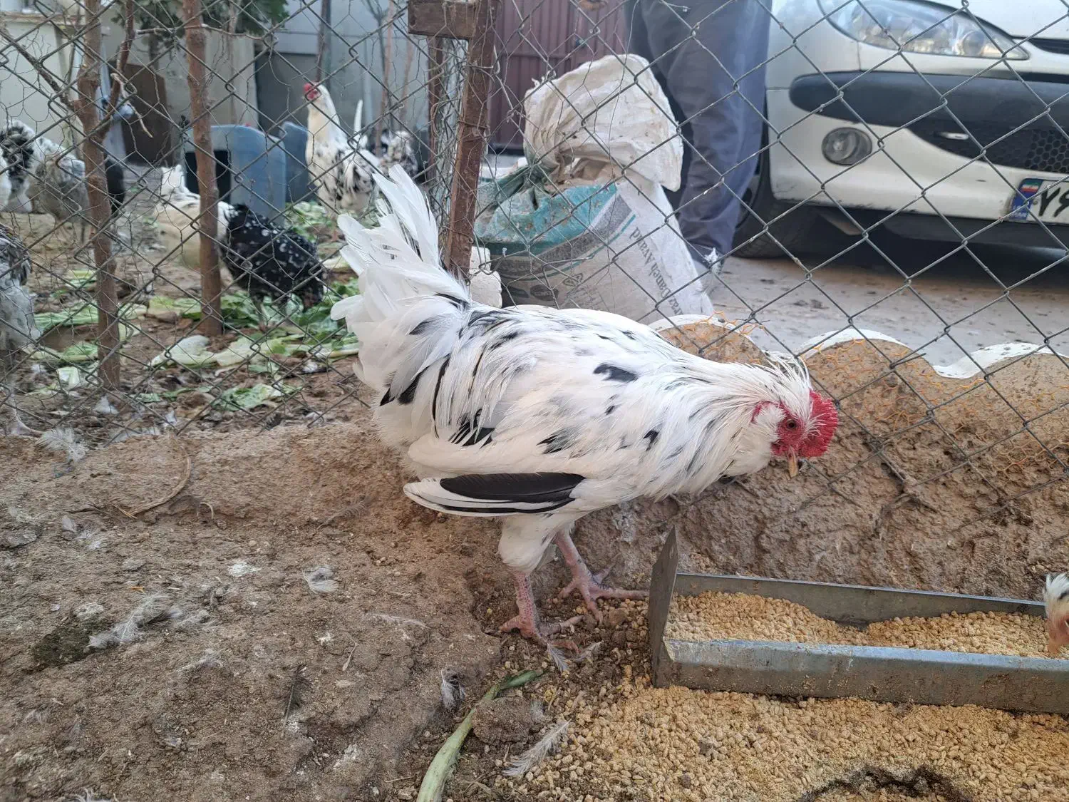 خروس گلین|حیوانات مزرعه|پاکدشت, پاکدشت (مامازند)|دیوار