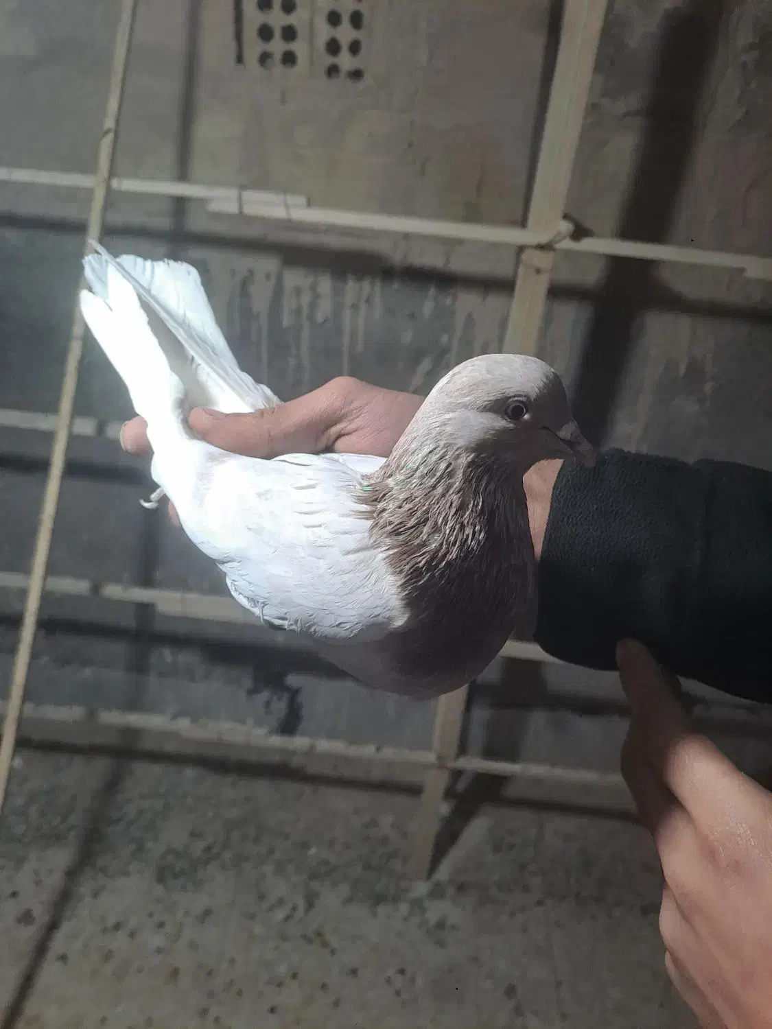 کفتر|پرنده|قرچک, زیبا شهر|دیوار