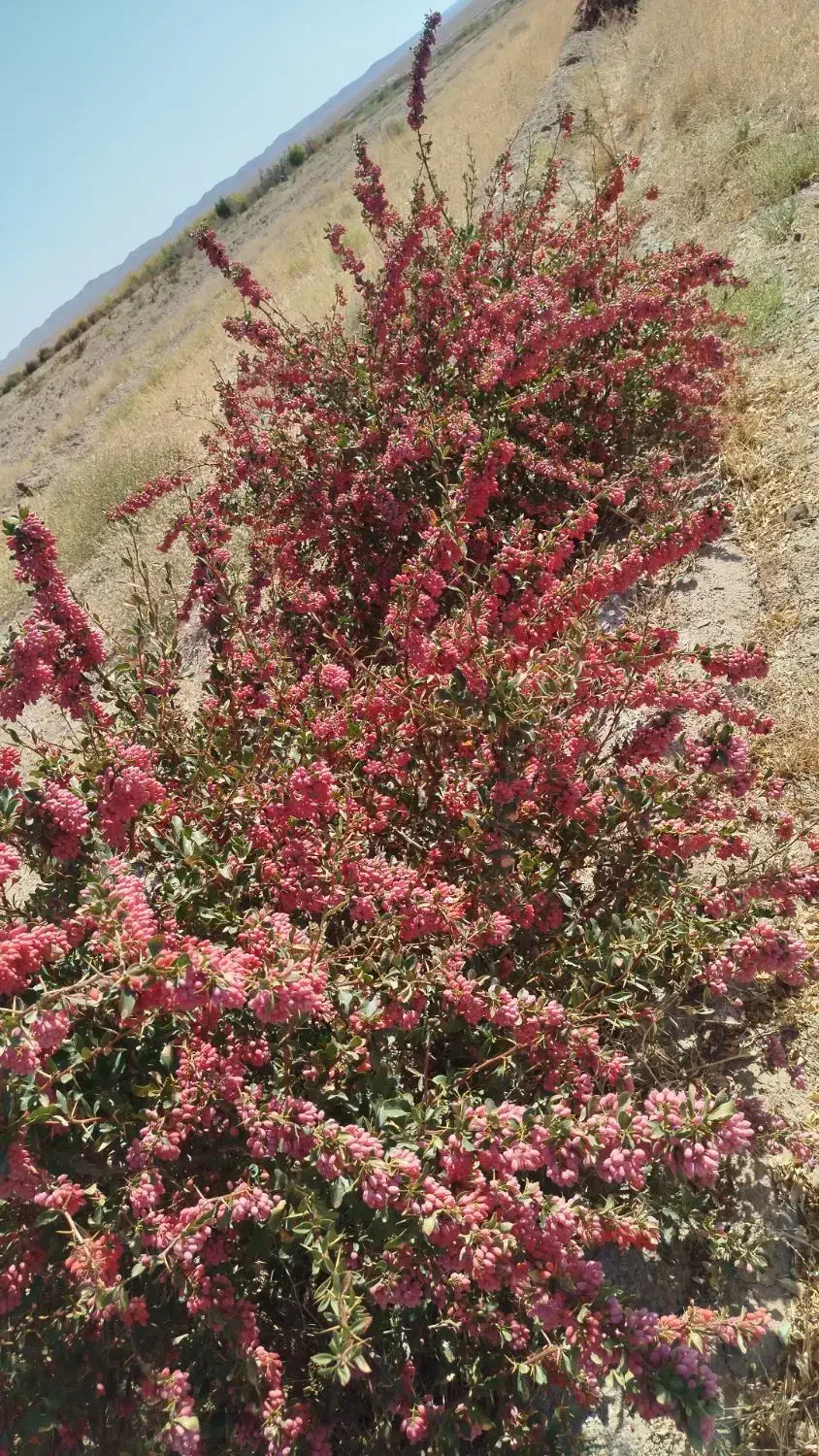 زمین کشاورزی با اب|فروش زمین و ملک کلنگی|سرداران, |دیوار