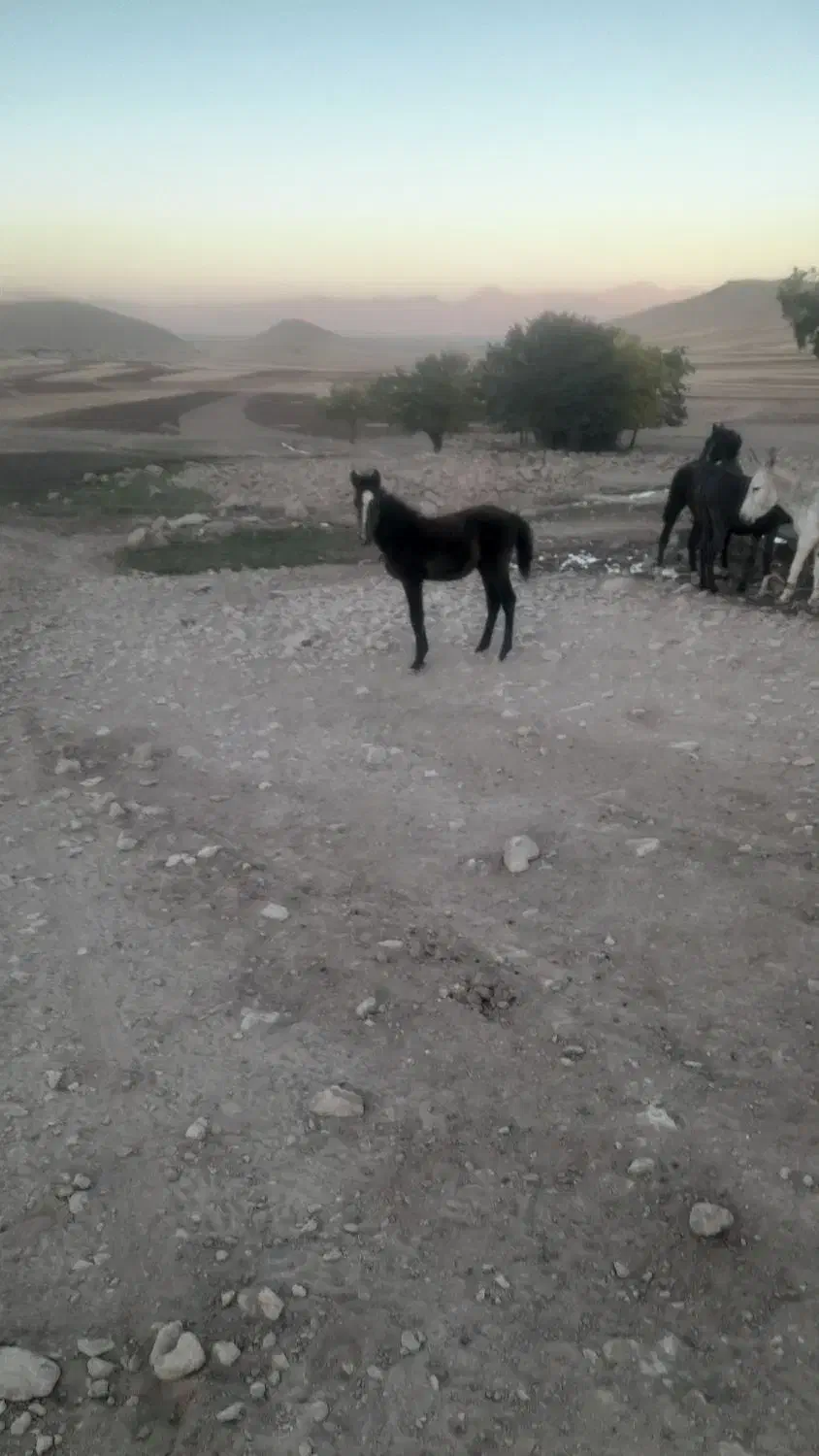 کره نر ۶ماهه پر خون و درشت|اسب و تجهیزات اسب‌سواری|اسدآباد, |دیوار