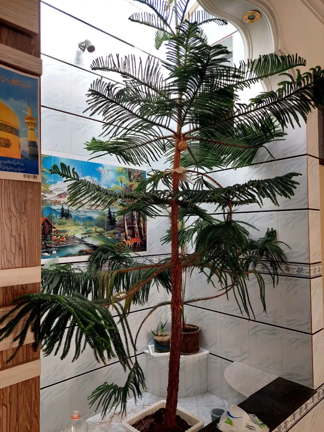 برگ سوزنی|گل و گیاه طبیعی|اهر, |دیوار