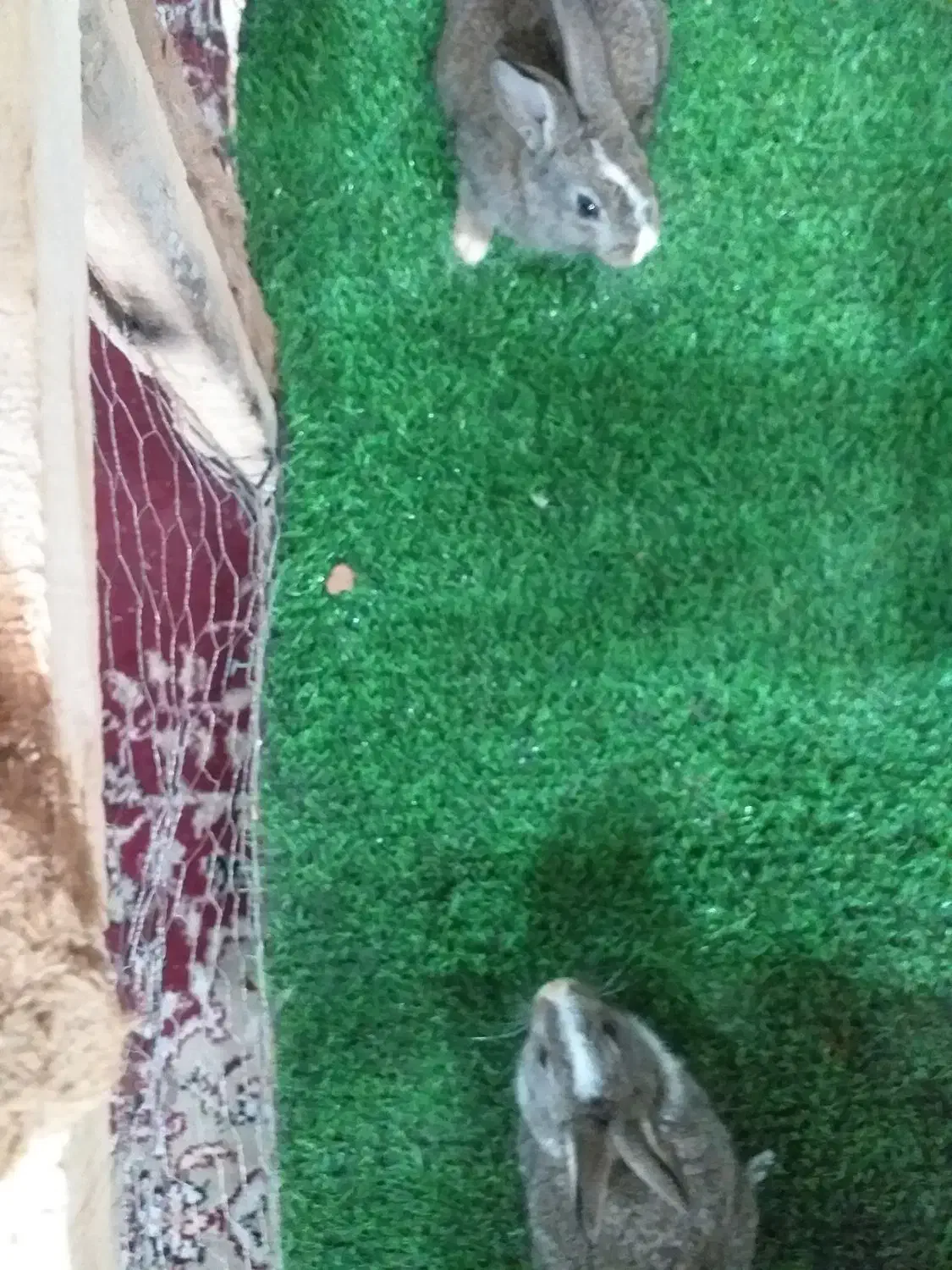 خرگوش|موش و خرگوش|مشهد, شترک|دیوار