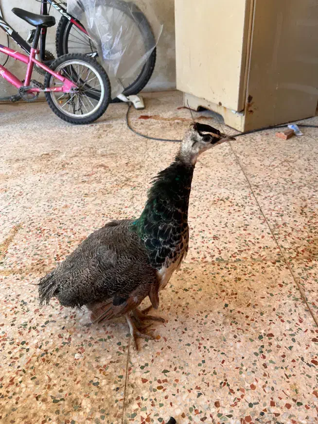 جوجه طاووس|پرنده|شیراز, گویم|دیوار