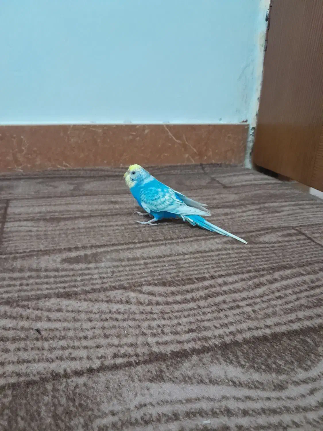 مرغ عشق ماده مست|پرنده|هشتگرد, سیف آباد|دیوار