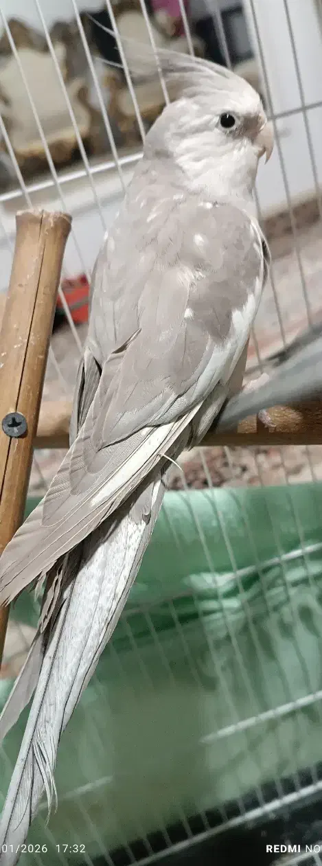 عروس هلندی|پرنده|نسیم‌شهر, |دیوار