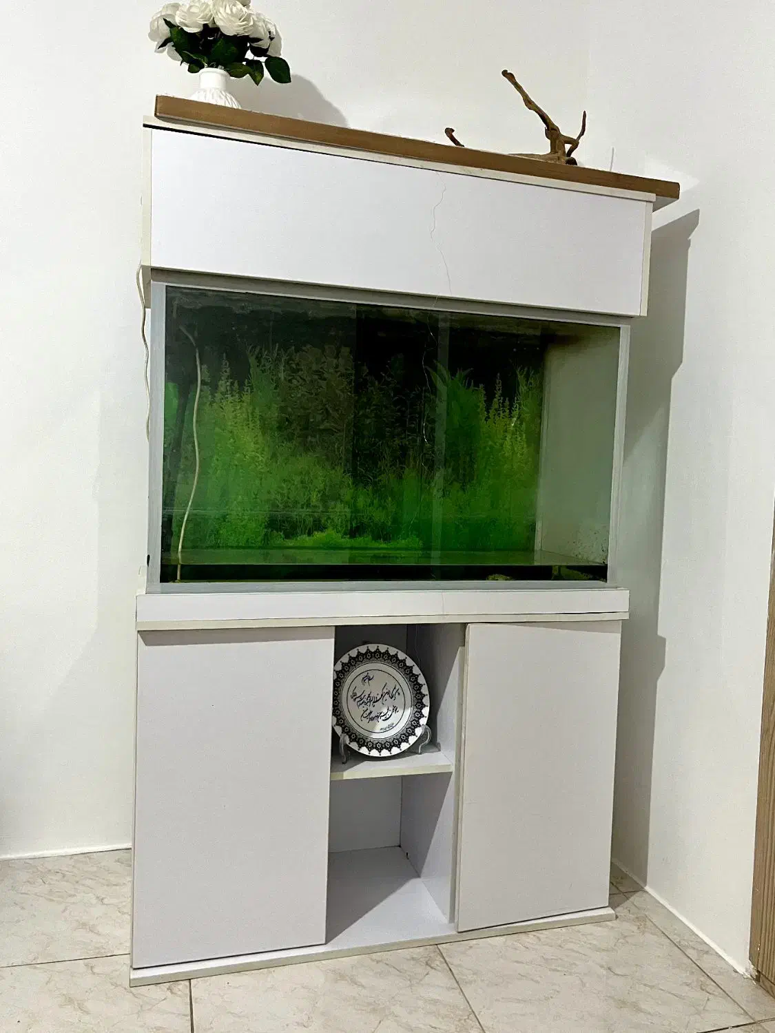 شیشه آکواریوم با تجهیزات ۸میلیون|ماهی|آستارا, |دیوار