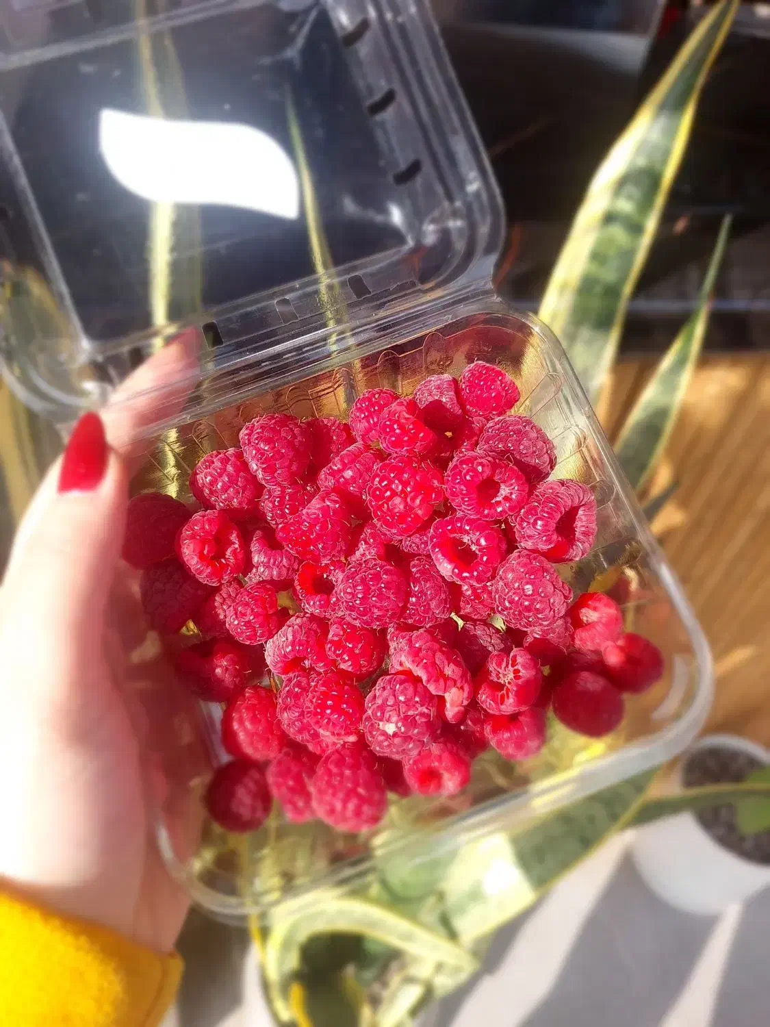 پخش رزبری ومیوه های استوایی در رشت|خوردنی و آشامیدنی|رشت, پستک|دیوار