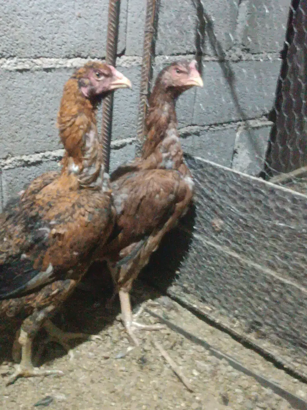 مرغ لاری|حیوانات مزرعه|مهدی شهر, |دیوار