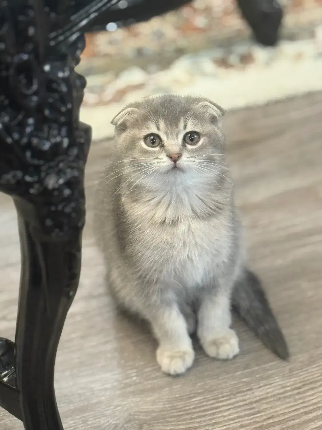 اسکاتیش فولد|گربه|تهران, کوی فراز|دیوار