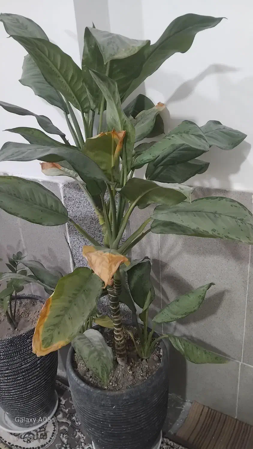 گل با گلدان فروشی|گل و گیاه طبیعی|چناران, |دیوار