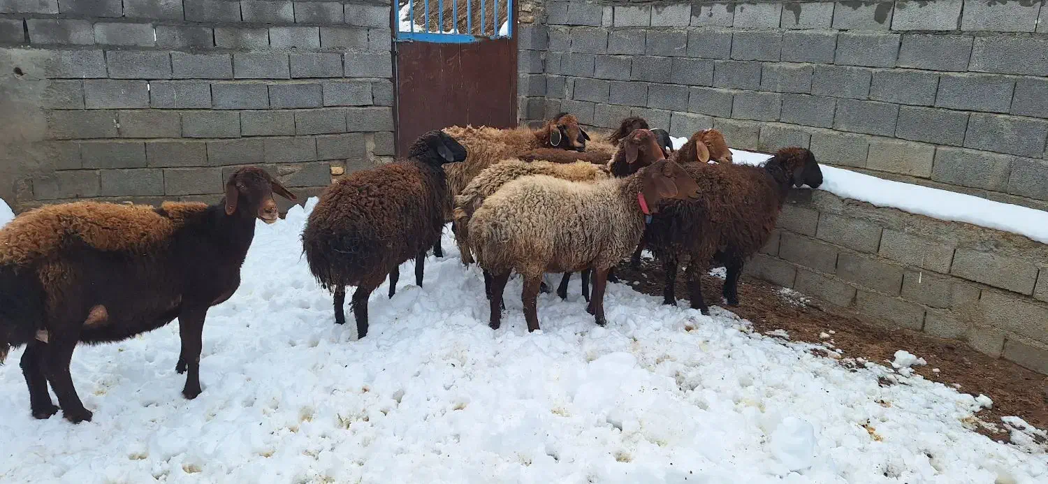 میش جوان|حیوانات مزرعه|طرقبه, |دیوار