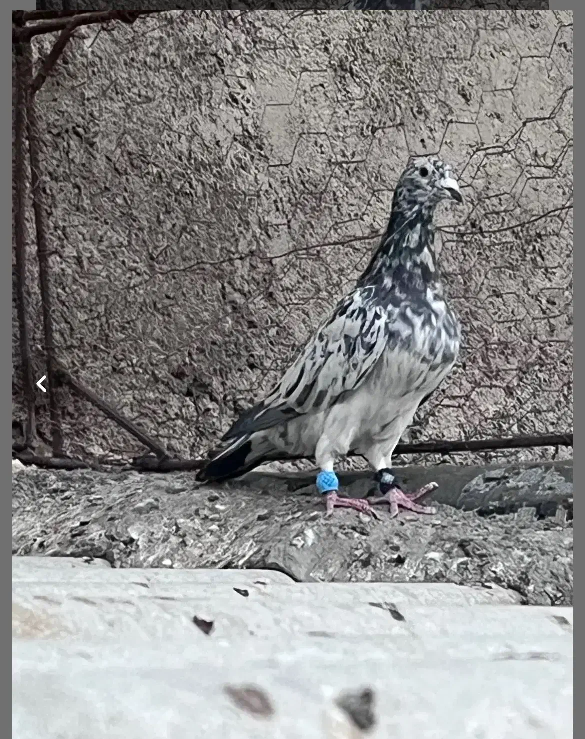 سرور|پرنده|بیرجند, |دیوار