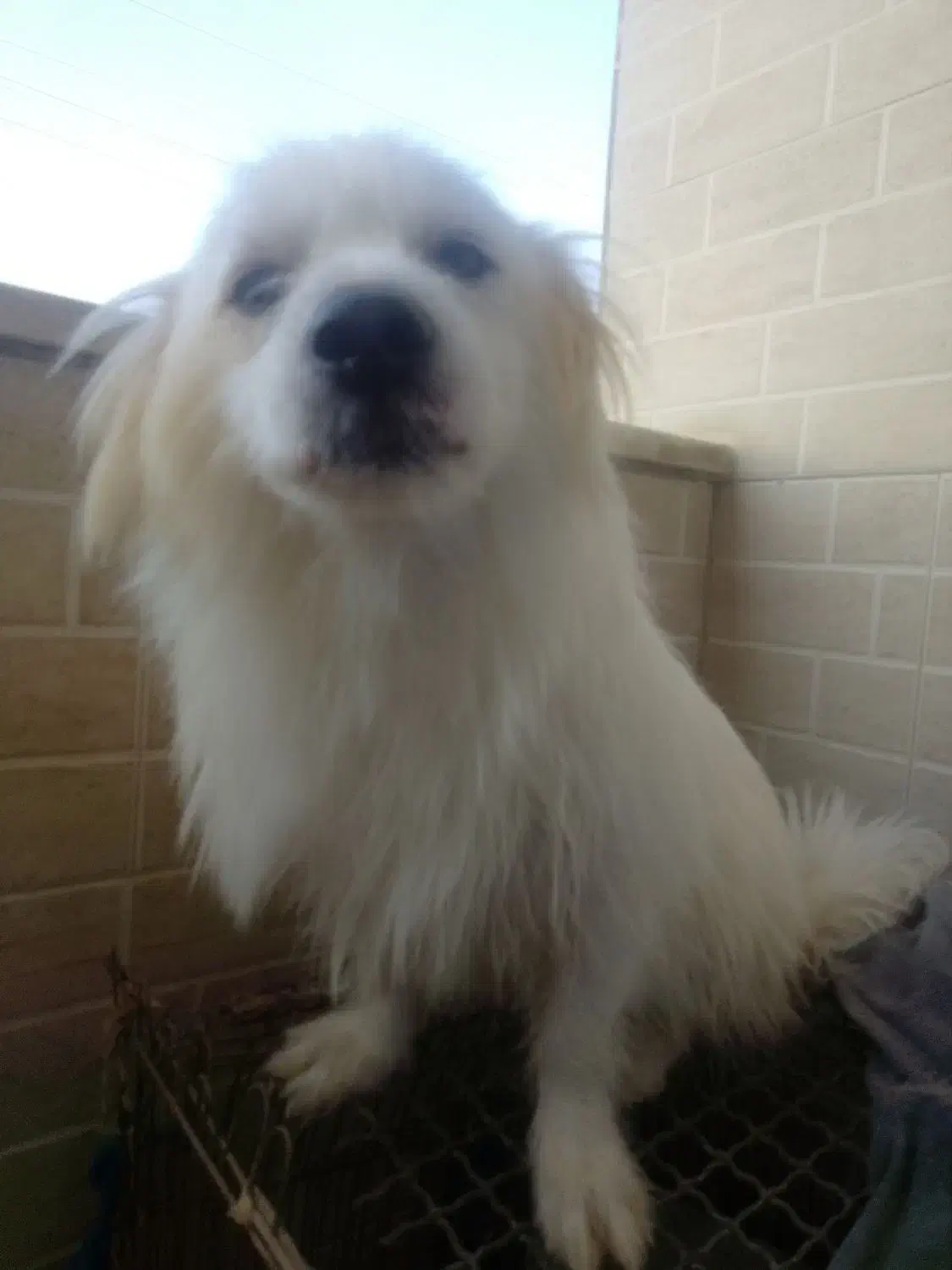 سگ بسیار مهربان حرف گوش کن|سگ|قشم, |دیوار