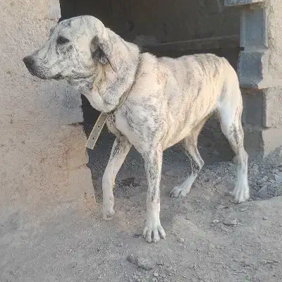 سگ ماده اصل افغان|سگ|کبودرآهنگ, |دیوار