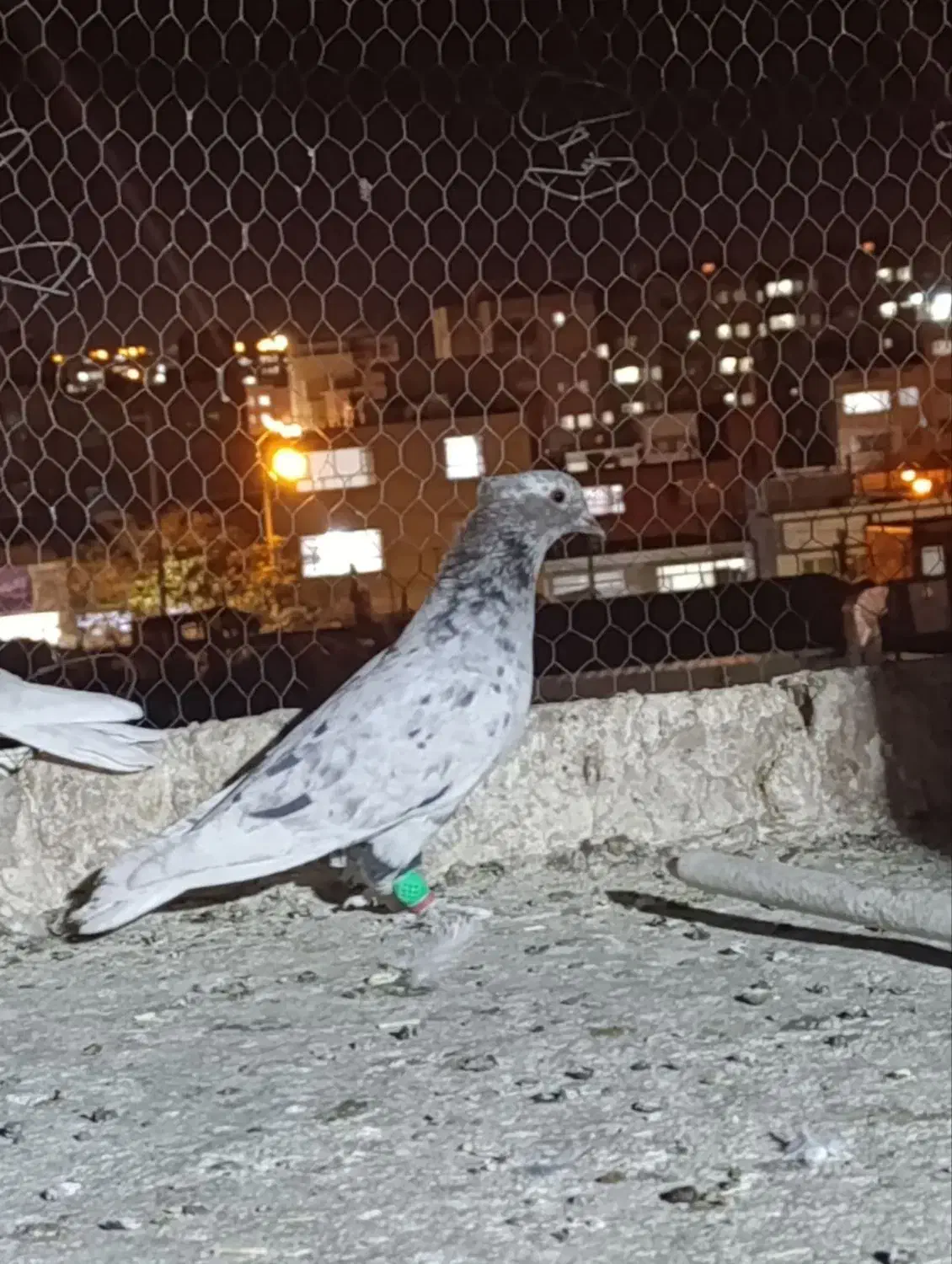 کفتر|پرنده|سرایان, |دیوار