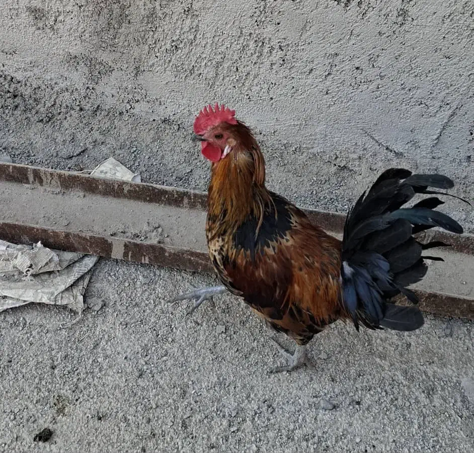 مرغ خروس|حیوانات مزرعه|پاکدشت, پاکدشت (مامازند)|دیوار