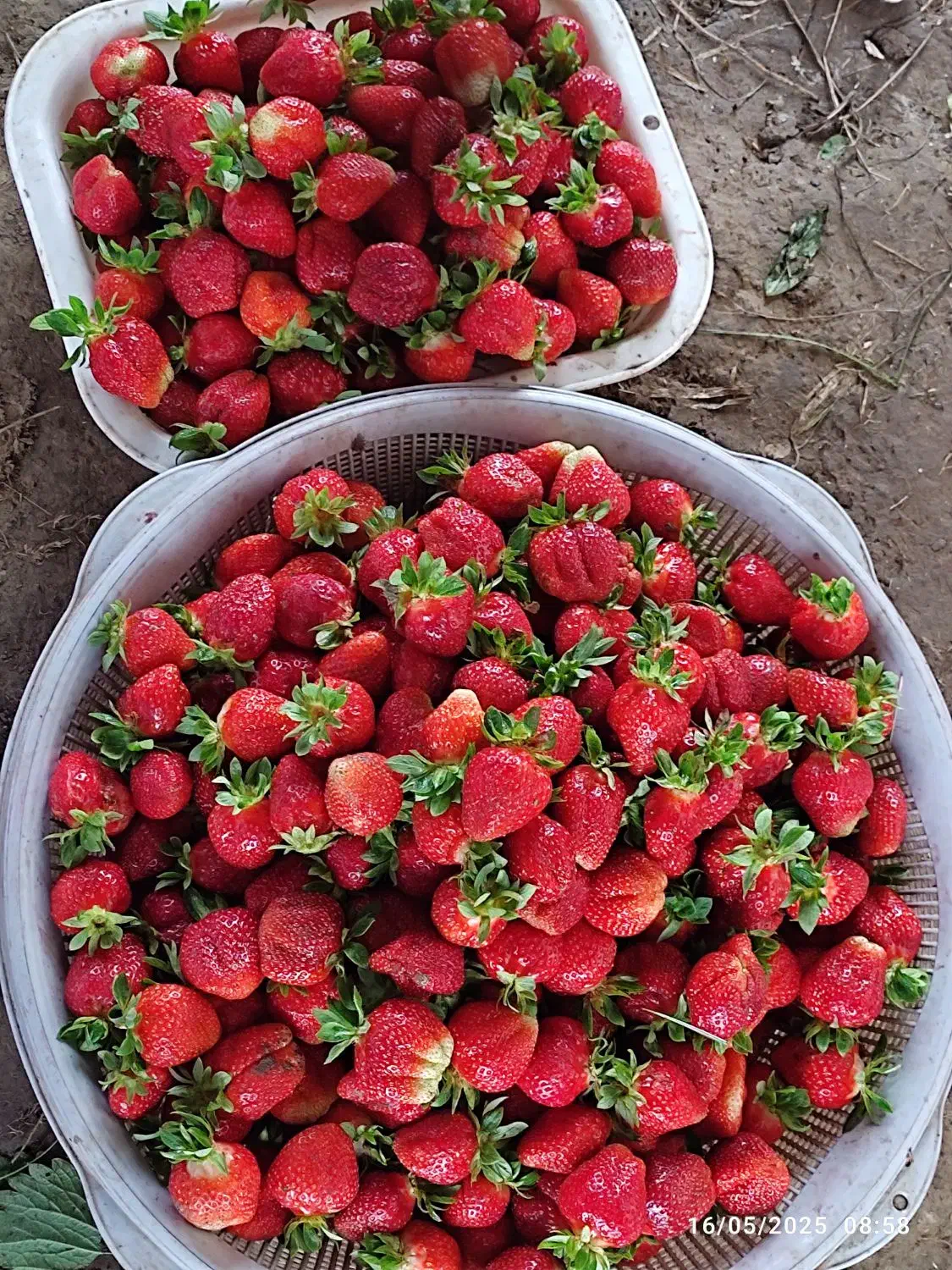 دلند..نهال توت فرنگی سابرینا|خدمات باغبانی و درختکاری|دلند, |دیوار