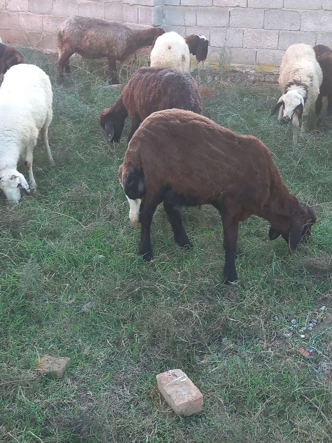 طوقلی قوچ داشتی|حیوانات مزرعه|سیمین شهر, |دیوار