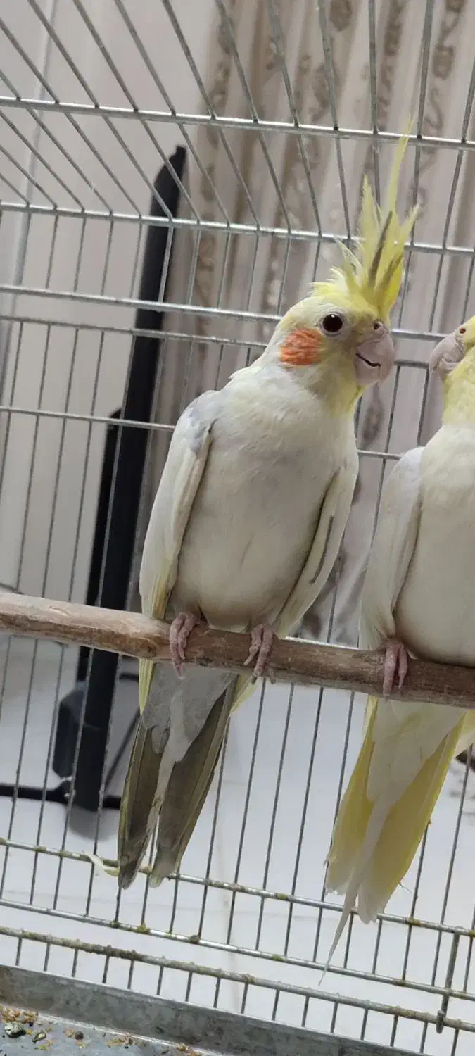 جفت عروس|پرنده|شاهین‌شهر, مسکن مهر|دیوار