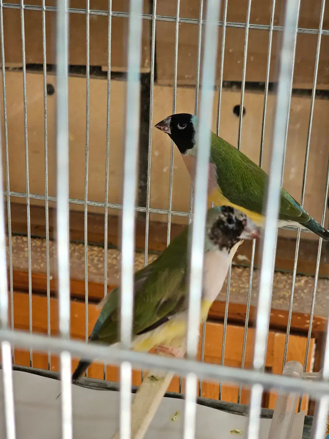 فنچ گلدین نرو و ماده|پرنده|تهران, دروازه شمیران|دیوار