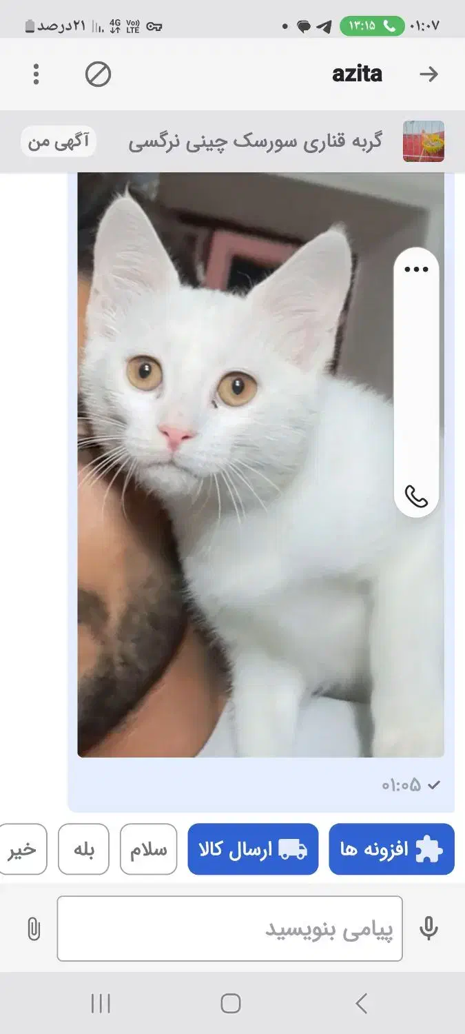 گربه|گربه|بندرعباس, |دیوار