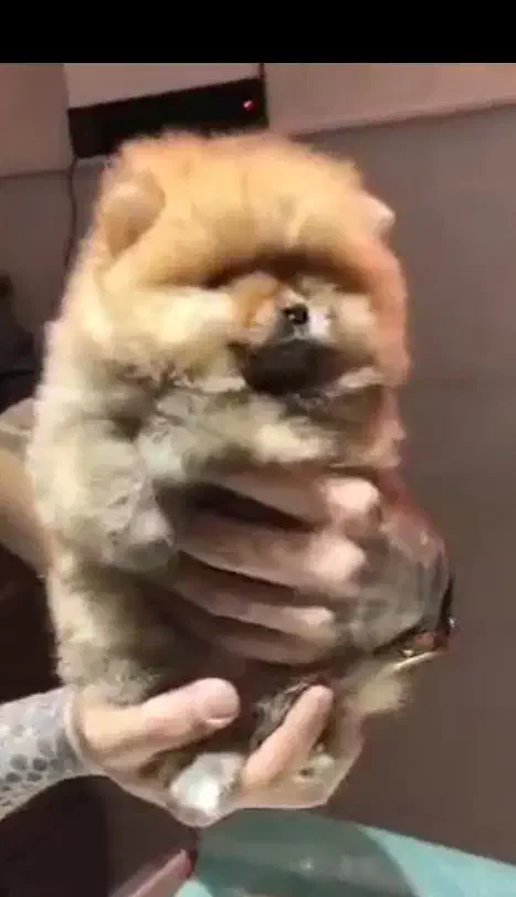 پامر ماده|سگ|اندیشه, اندیشه فاز ۶|دیوار