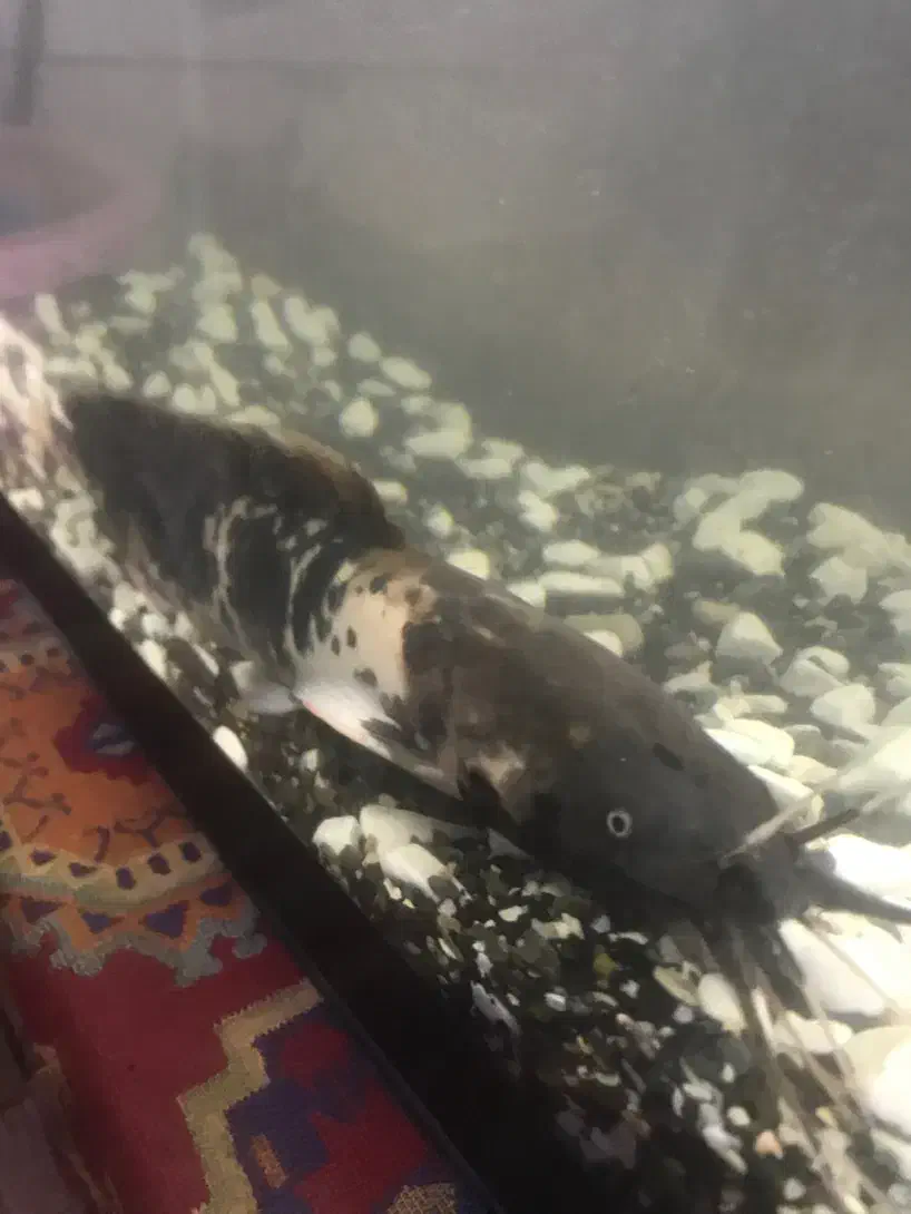 کت افریقایی ۳۰ سانتی|ماهی|مشهد, ادیب نیشابوری (شهرک غرب)|دیوار