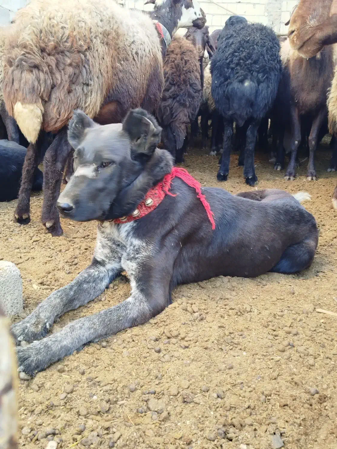 توله لاس|سگ|چادگان, |دیوار