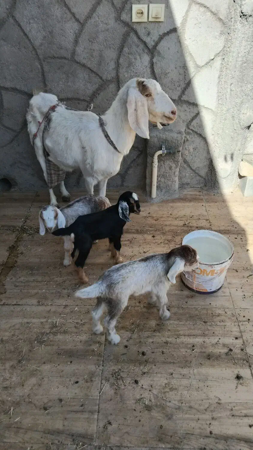 بز وکره|حیوانات مزرعه|یزد, |دیوار