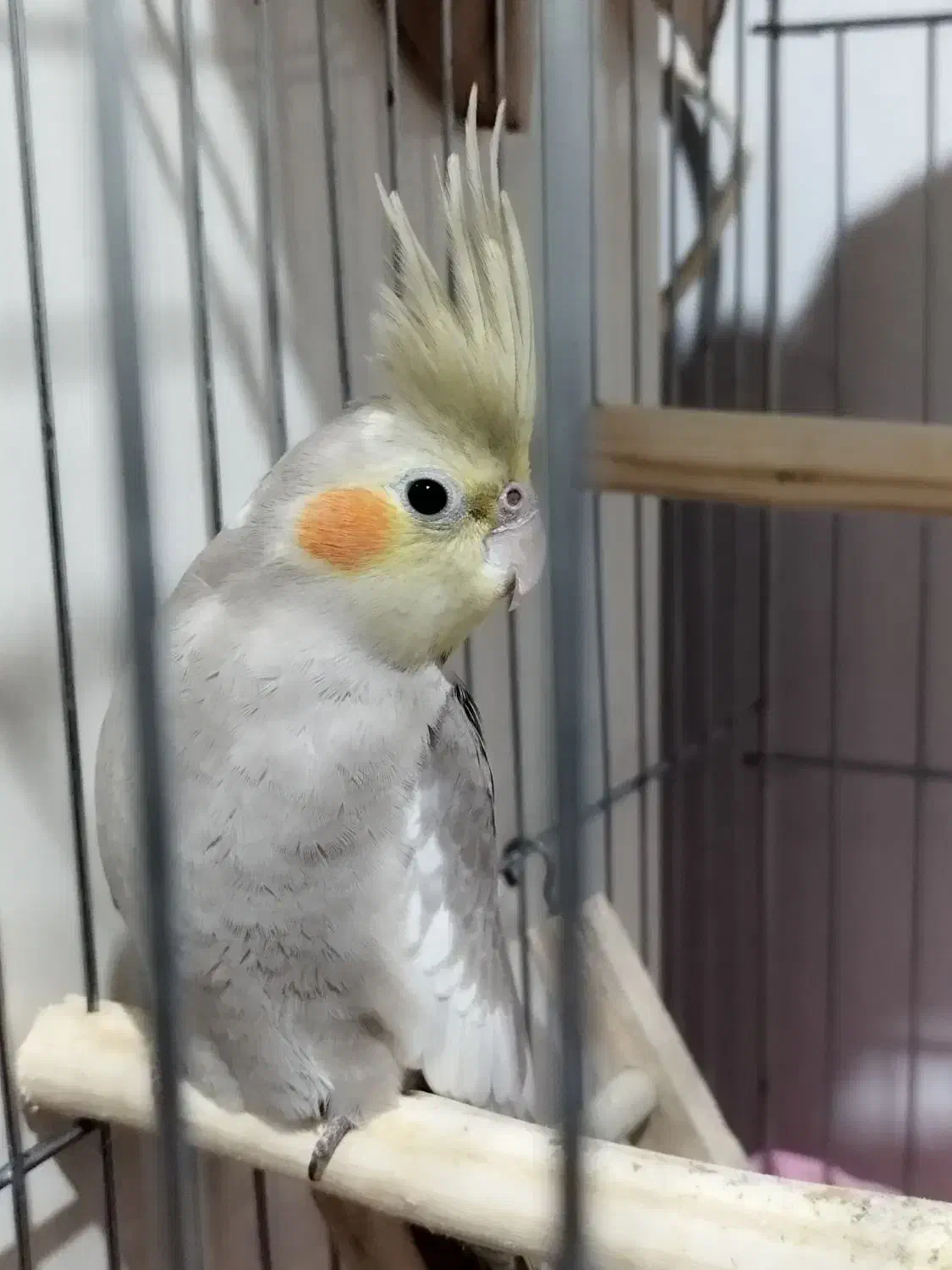 عروس هلندی 4 ماهه|پرنده|رودسر, |دیوار