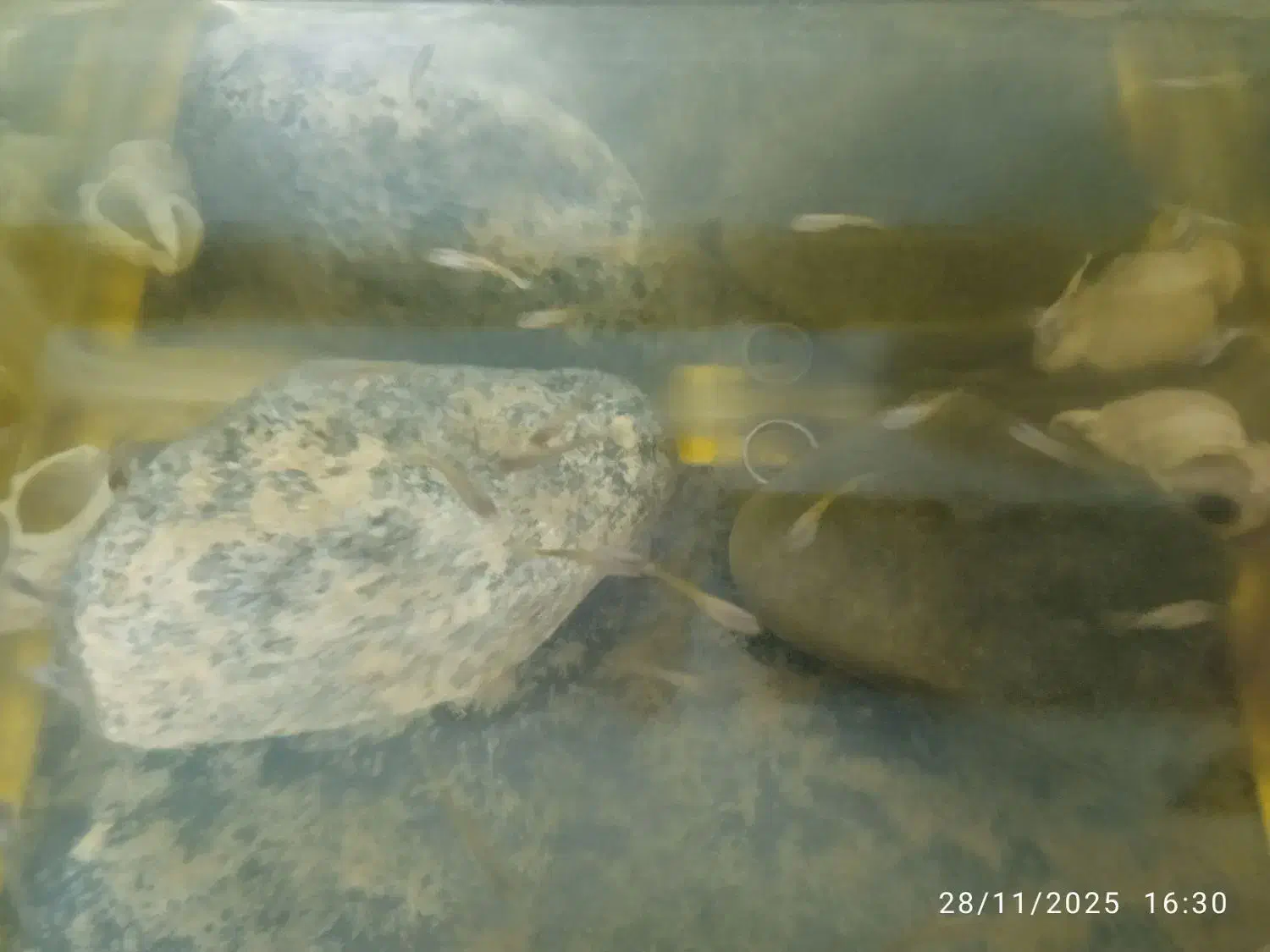 اکواریوم و ماهی گوپی . . پرنده|ماهی|گلبهار, شهر جدید گلبهار|دیوار