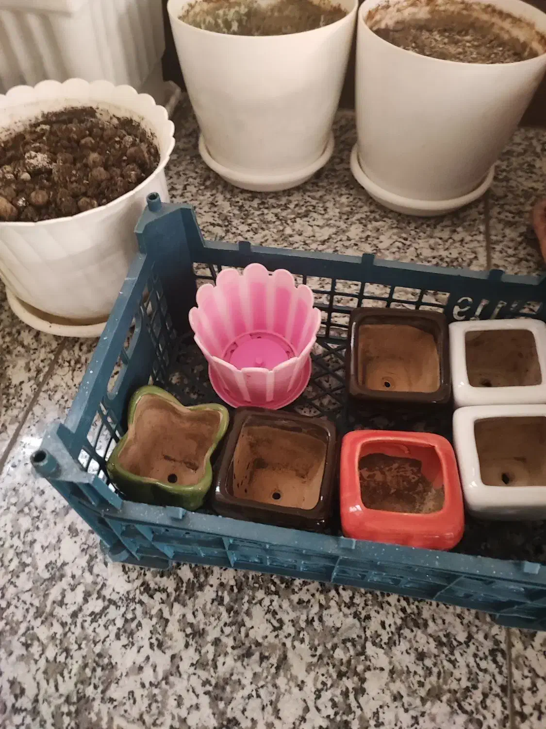 گلدانهای سفالی و پلاستیکی|گل و گیاه طبیعی|کرج, کوی مهر|دیوار