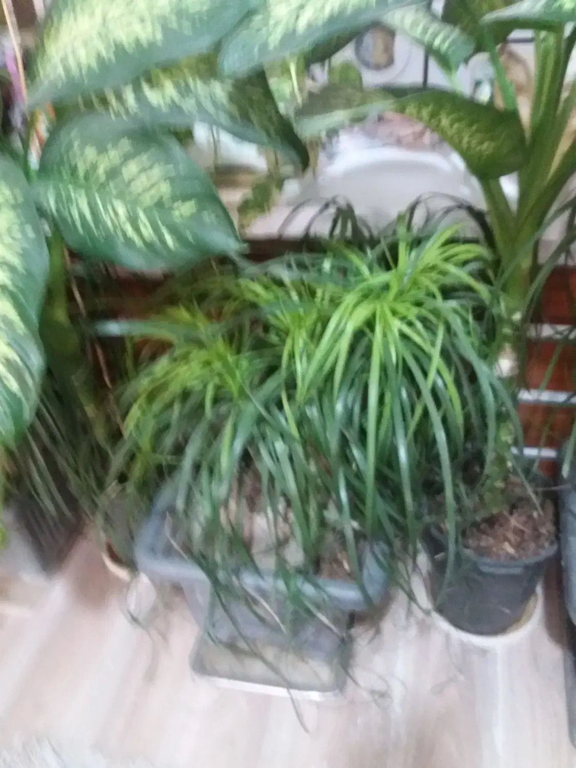 گیاهان اپارتمانی از۳۵۰ ببالا|گل و گیاه طبیعی|رستم‌آباد, |دیوار