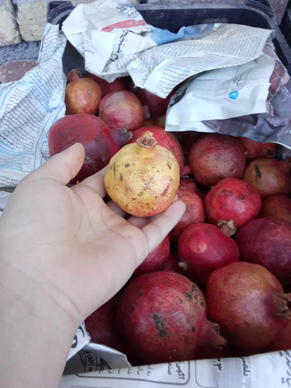 انار|خوردنی و آشامیدنی|کامیاران, |دیوار